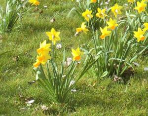 Osterglocken, Narzissen, daffodils, jonquils, Osterblumen, Easter flowers, Frühlingsblumen, spring flowers, gelbe Blumen, yellow flowers