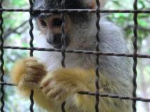 squirrel monkey, リスザル, Totenkopfäffchen, African Safari, アフリカンサファリ, safari park, wildlife, zoo, fun park, Ausflug, trip, Beppu, 別府市