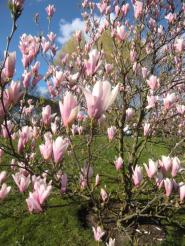 Gärten der Welt, gardens of the world, Berlin-Marzahn, ベルリン, hanami, 花見, Kirschblütenfest, cherry blossom festival, Germany, ドイツ, magnolia, Magnolien
